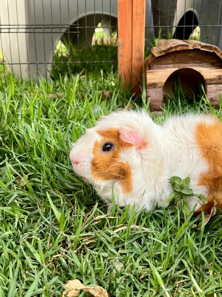 Carlos et TicTac ♂