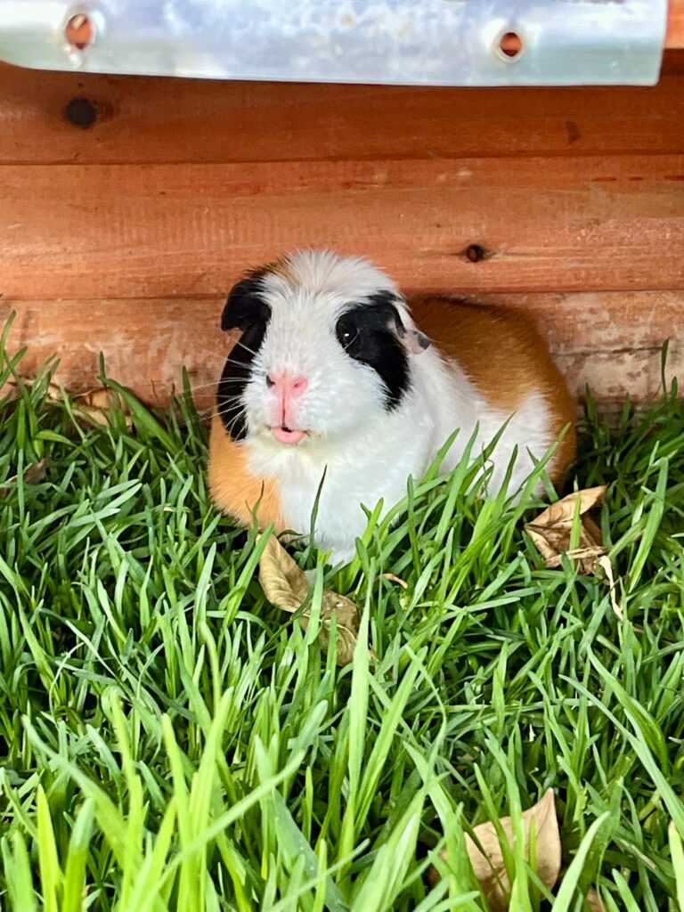 Carlos et TicTac ♂