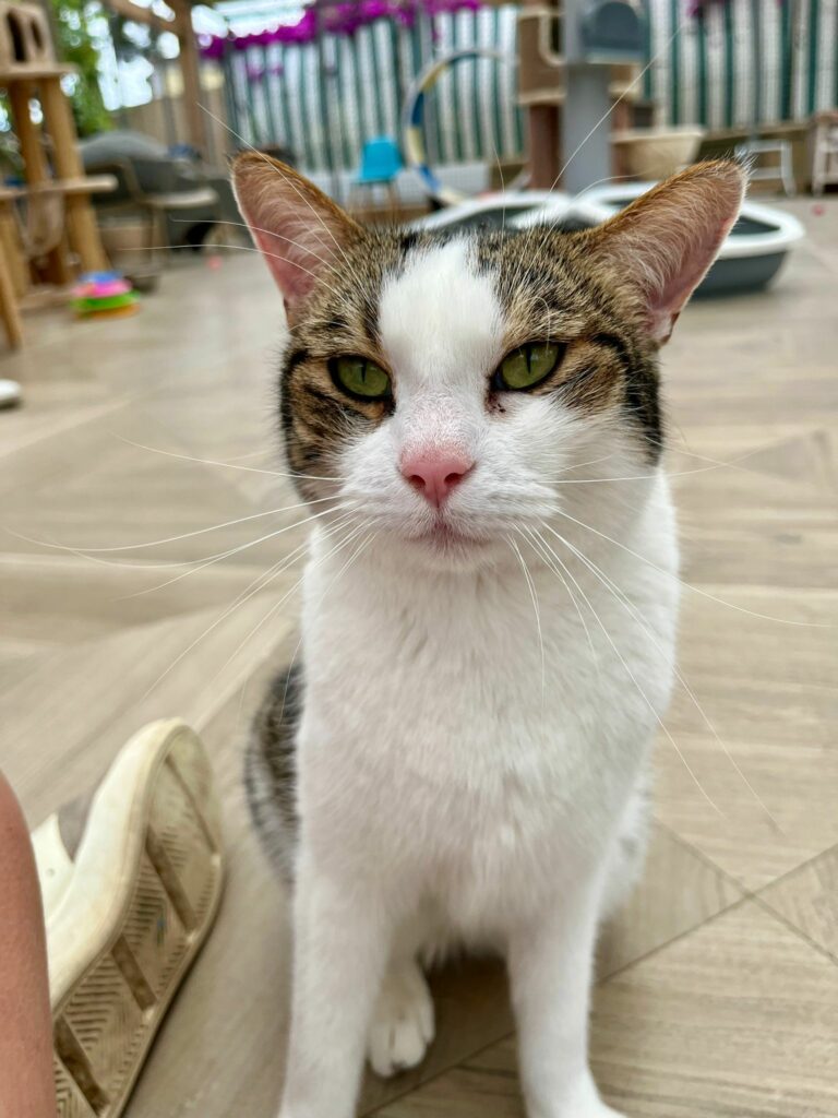 Lucky ♂