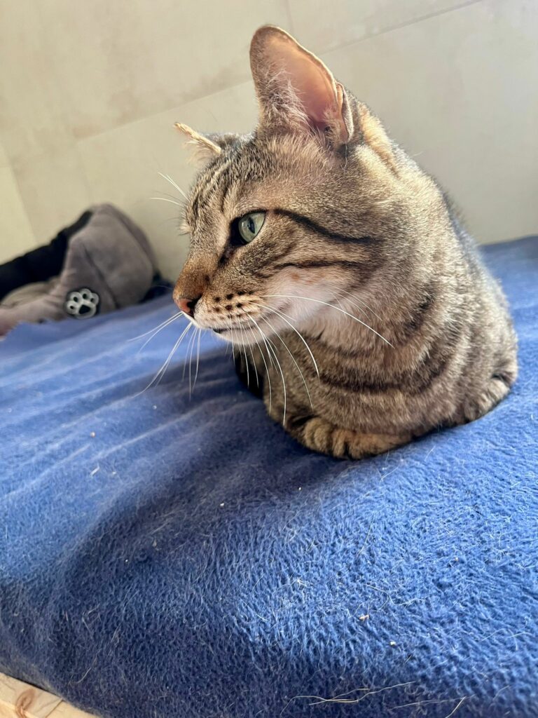 Snoop ♂