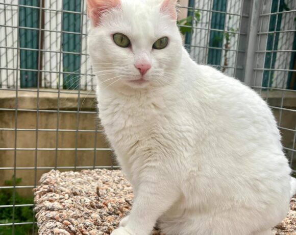 Tofu ♂