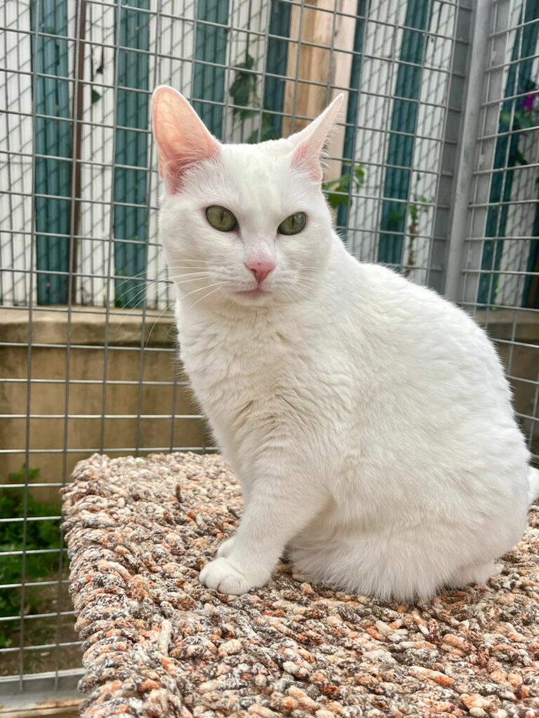 Tofu ♂ Tofu ♂
