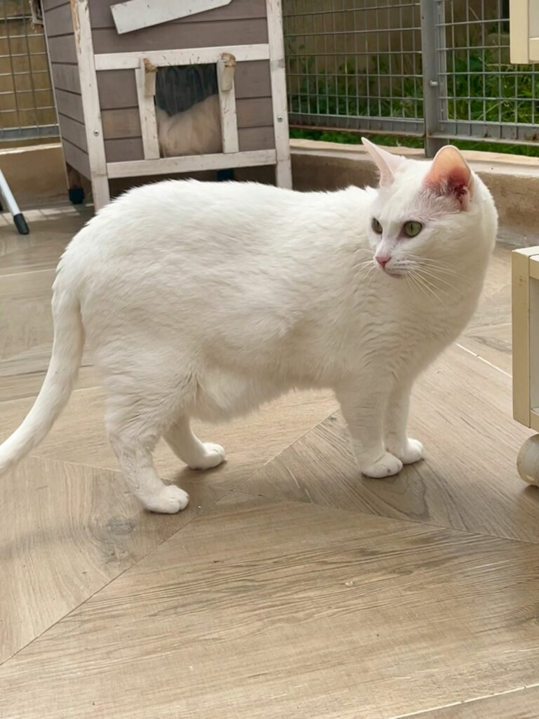Tofu ♂ Tofu ♂