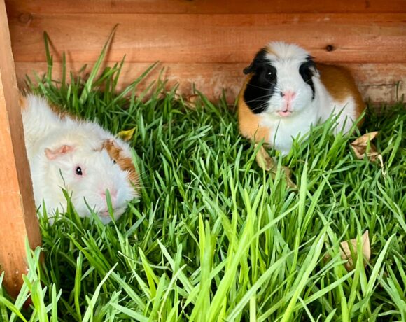 Carlos et TicTac ♂