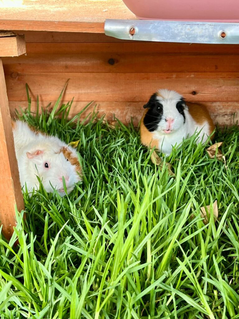 Carlos et TicTac ♂