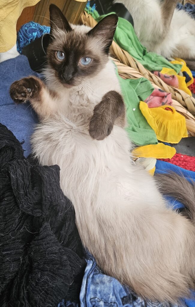 Bella ♀