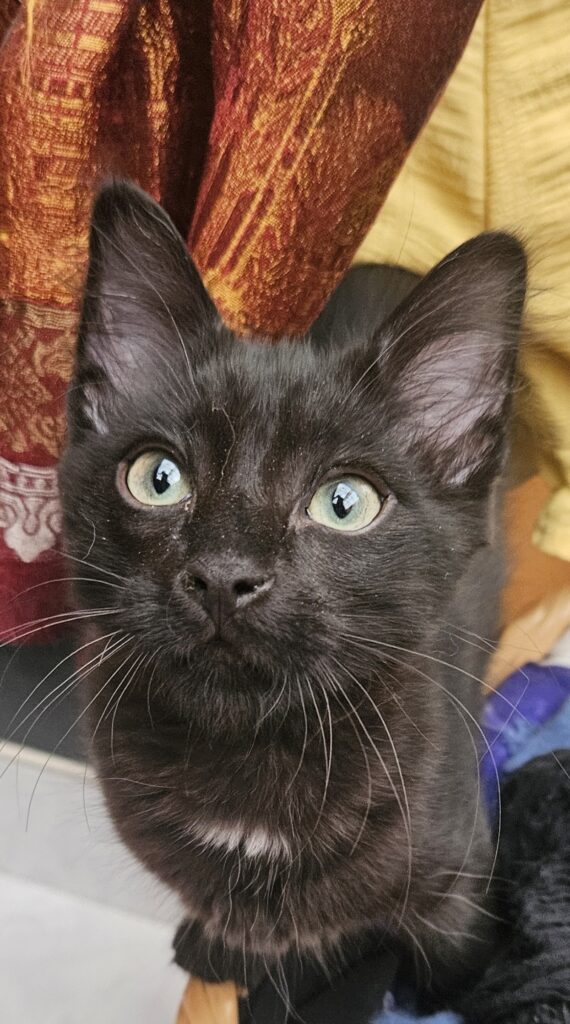 Ozzy ♂