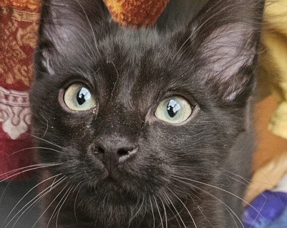 Ozzy ♂
