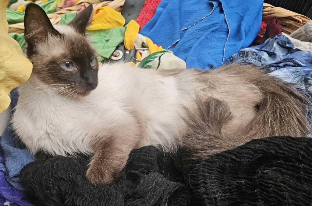 Bella ♀