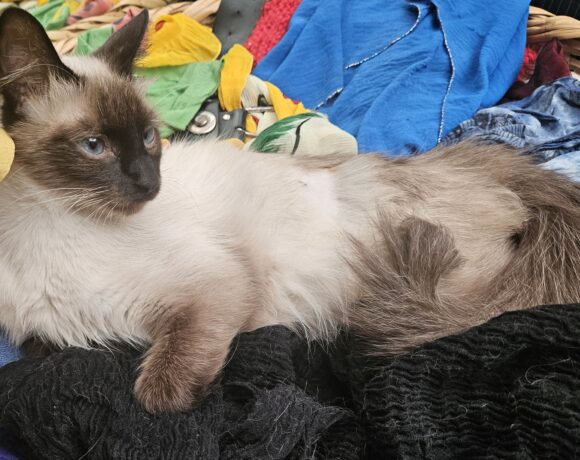 Bella ♀